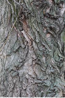Photo Texture of Tree Bark 0001